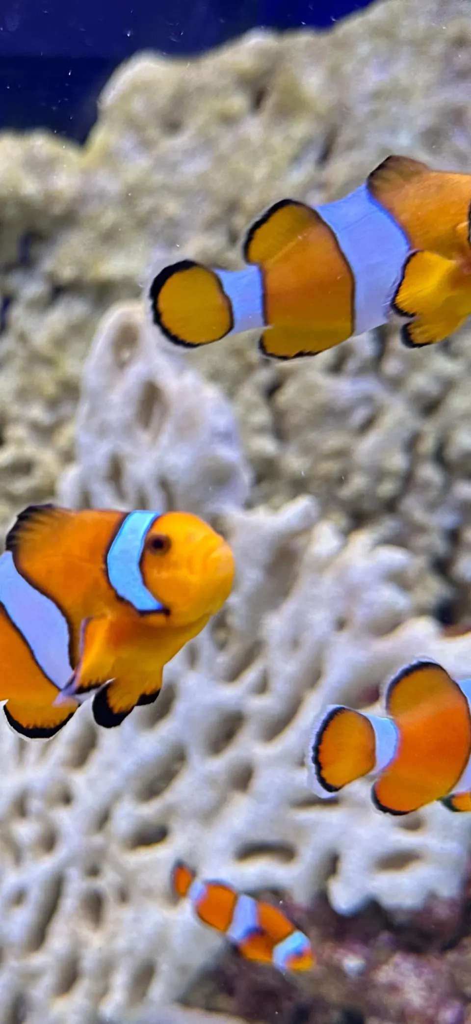 Clownfish pair iPhone wallpaper