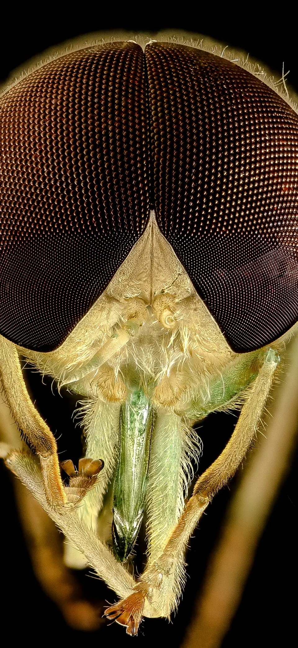 Fly iPhone wallpaper