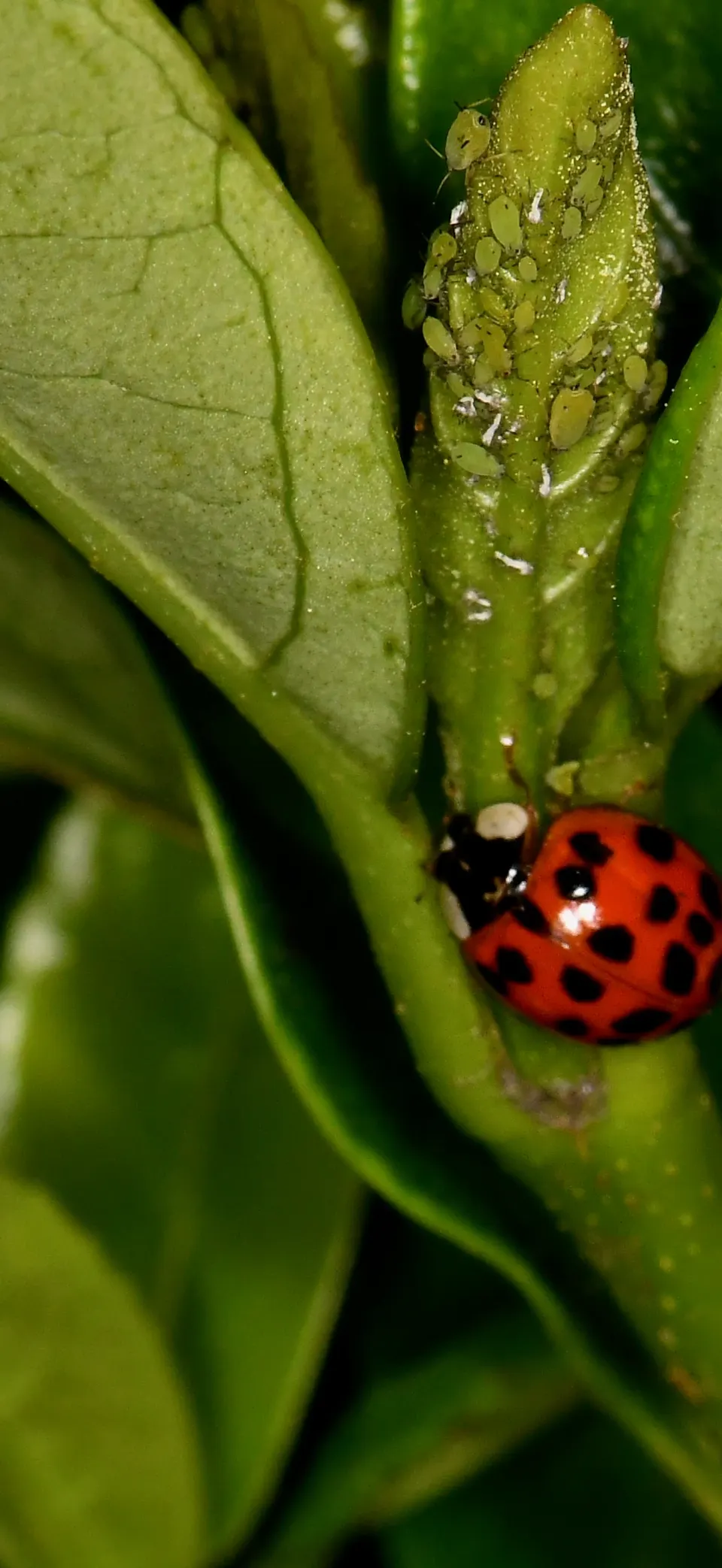 Ladybugs iPhone wallpaper